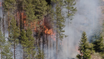 Droonit ja tekoäly avuksi metsäpalojen torjunnassa